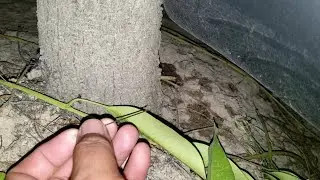 Cara Menyiram Tanaman Sedang Berbuah Saat Musim Kemarau Agar Buah Tidak Rontok