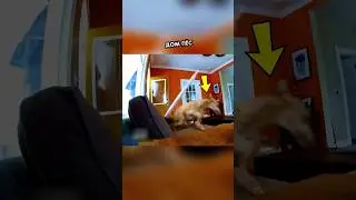 Неожиданный Результат Эксперимента с тремя собаками 🥹❤️‍🩹 