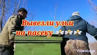 Вывезли ульи на пасеку 🐝🐝🐝