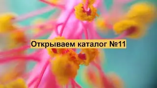 Основные акценты в работе в каталоге №11
