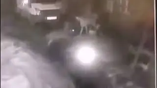 Два волка захотели порвать Кангала на цепи и закусить им