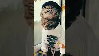 Очаровательные Котики 