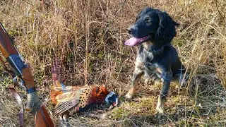 TRAINING TO HUNTING AND NATASKA OF A RUSSIAN SPANIEL PUPPY. Pheasant hunting with a dog.