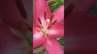 Beautiful Pink Lily #asiaticlily