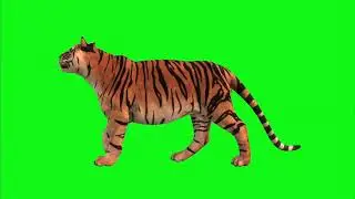 Tiger green screen green screen animation |chroma key |green screen effects
