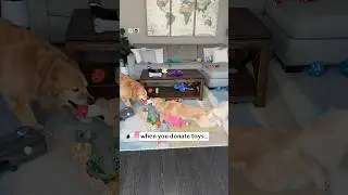 Dog toy donation gone wrong!