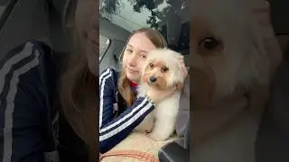 Pick up my dog after grooming 🥰 #puppy #trendingreels #nikolstrong