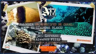 PANDEMIA en arrecifes de coral: el síndrome blanco
