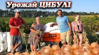 🇺🇦Такої ЦИБУЛІ в нас ще не було🧅 Вирощування й зберігання в домашніх умовах