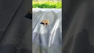 Ты что делаешь в моём бассейне?))