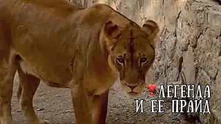 ❤️Львица ЛЕГЕНДА (Лега) - заботливая тётушка. СИМБА.ТЕЯ и малышка. Favorite lioness Legend!!