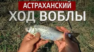 Вобла идет на нерест. Не дает отойти от удочки ! Рыбалка на воблу в Астрахани, Вобла 2021.