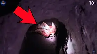 Таксы атакуют лис в норе. Добываем шакала, зайца, фазанов