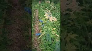 Лесная прогулка в середине лета