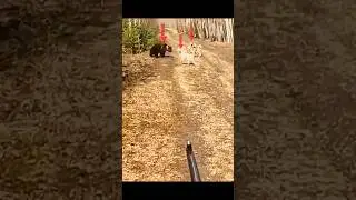 Grizzly Bear Goes Berserk Charging at Dogs!