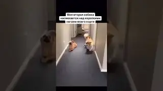Собака тролль??? это надо видеть!  артист!