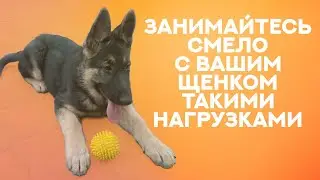 Специальная физическая подготовка щенка и её влияние на общее физическое развитие. Puppy. Activity.