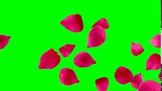Green Screen - Falling Rose Petals \green screen animation |chroma key |green screen effects