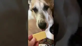 Люся и Компания 🐾😍
