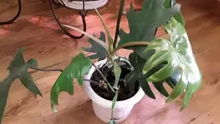 Красота на стеллаже