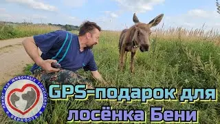 GPS - подарок для лосёнка Бени. Теперь Бенечка не потеряется!