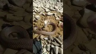 cobra 🐍