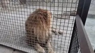 ❤️Лев ВИТЯ-наш король!!! 