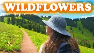 Top of Vail Tour Hiking Trail, Colorado | Summer Wildflowers in 4K