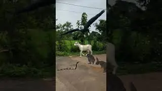 Two Rabbit Baby Goat Eagle And Snake #shorts #babygoat #eagle