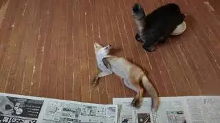 Кот и лисёнок. The cat and the fox.