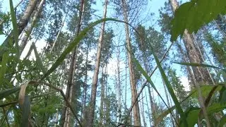Оренбургская область. Бузулукский бор. Старт экологической акции 