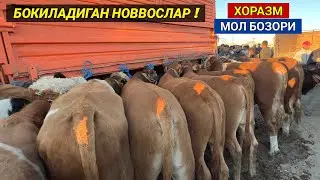 БОКИЛАДИГАН НОВВОСЛАР ХОРАЗМ МОЛ БОЗОРИ 24-СЕНТЯБР 2023г ХОРАЗМ БОЗОР
