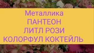 Гортензии 18 сентября 2023 г.Металлика, Пантеон, Колорфул коктейль, Литл Рози,Литл блоссом, Би Грин