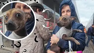 Transported from the North to the South and thrown into the street, rescued?