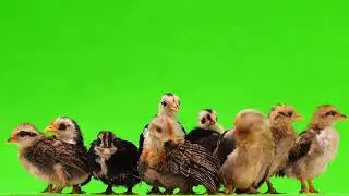 Green Screen Chicken / Chicken Green Screen Effects / Free Video No Copyright / Master Bhai