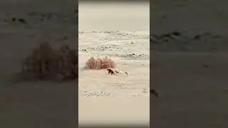 Кангалы не пустили медведя к коровам.