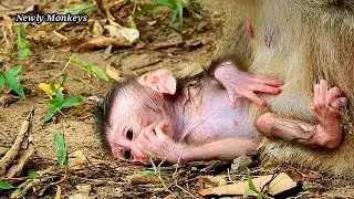 Pity poor baby monkey Olala hungry milk, Mom Olivia hard to sit for breastfeed her baby Olala