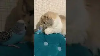 Откуда у Тебя Такие Глаза Красивые 😁🐱 