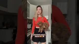 #тойпудель #смешныесобаки