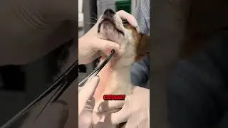 Ce chien a vécu un événement incroyable 🐶😱
