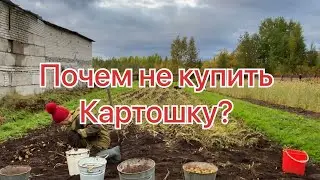 Копаю картошку. Не покупаю картошку в магазине. Уборка урожаю. Уборка картофеля