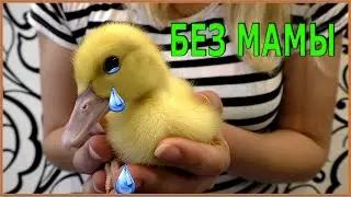 Маленькие утята остались без мамы.