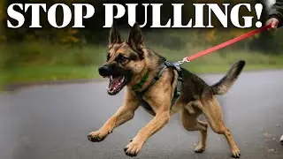 STOP Leash Pulling! How to Walk Your Walk Your Dog Without Getting Pulled Down!