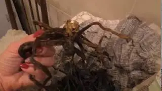 🔵 ПЕНЁК ОРХИДЕИ с одним корешком. РЕАНИМАЦИЯ. ПОСАДКА.