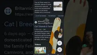 Cat paw stamp in Google search
