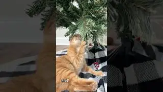 I NEED THE FEASTIVITREE 