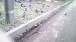 голуби в городе