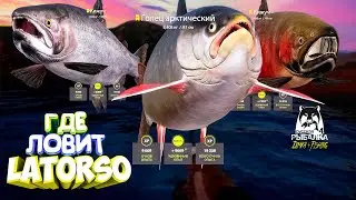Русская рыбалка 4.🎣🦈 р. Яма 🐋🐬🐬💦 ГДЕ ЛОВИТ LATORSO 👀