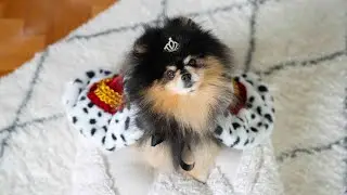 Compilation of Mocha Pom Shorts September 2024 | Cute Dog Video Compilation