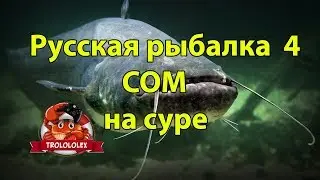Русская рыбалка 4 Сом на суре. фарм